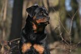 ROTTWEILER 512